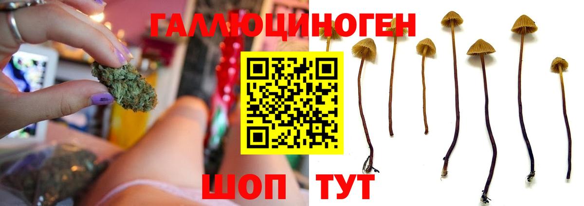 Псилоцибиновые грибы Psilocybine cubensis  Усинск 